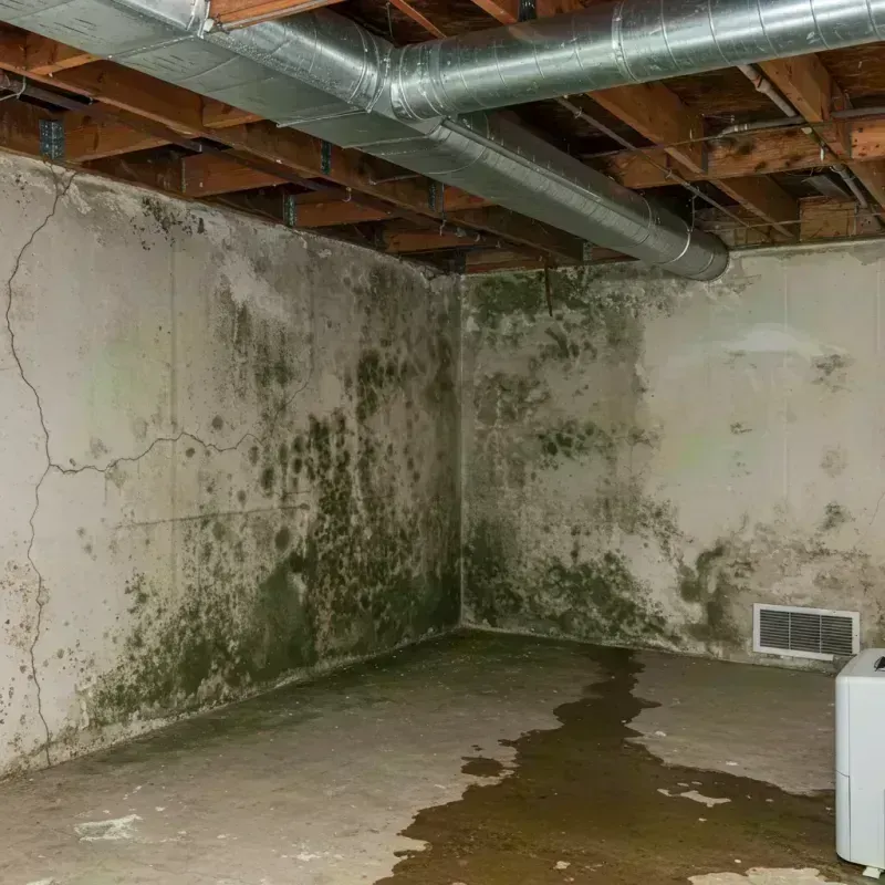 Professional Mold Removal in Englewood, CO